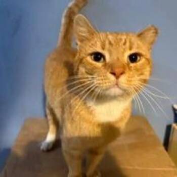 Xander Hudson -  Domestic Short Hair Cat for Adoption in Merrifield, Virginia - Xander Hudson | PetCurious
