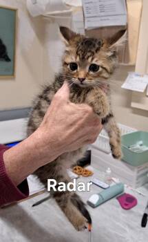 Radar/Arlo -  Domestic Short Hair Cat for Adoption in Plattsburgh, New York - Radar/Arlo | PetCurious