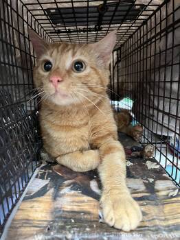 Rescue Tabby Cats for Adoption in Bloomfield, New Jersey - Schroeder | PetCurious