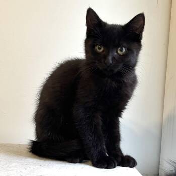 Jake -  Domestic Short Hair Cat for Adoption in Ottawa, Ontario - Jake | PetCurious