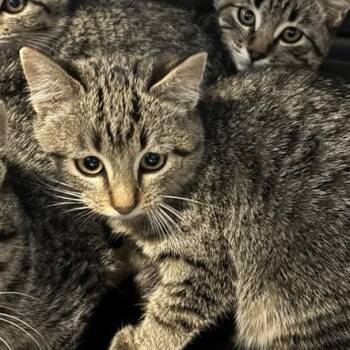 Rescue Domestic Short Hair Cats for Adoption in Salt Lake City, Utah - Munich | PetCurious