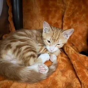 Sunset -  Domestic Short Hair Cat for Adoption in Las Vegas, Nevada - Sunset | PetCurious