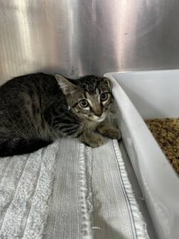 Rescue Domestic Short Hair Cats for Adoption in Leander, Texas - Booker | PetCurious