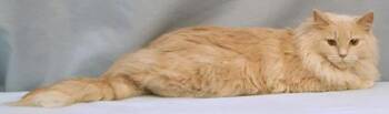 Domestic Long Hair and Domestic Short Hair Cats Available for Adoption - Saphira | PetCurious