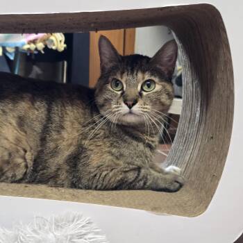 Domestic Short Hair Cats Available for Adoption in Des Moines, Iowa - Kitty | PetCurious