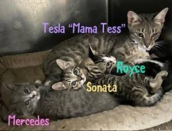 Royce -  Domestic Short Hair and Tabby Cat for Adoption in Ruskin, Florida - Royce | PetCurious