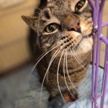Sushi -  Domestic Short Hair Cat for Adoption in Bedford, New Hampshire - Sushi | PetCurious