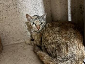 Domestic Short Hair Cats Available for Adoption - A470835 | PetCurious