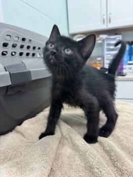 Rescue Domestic Short Hair Cats for Adoption in Columbus, Indiana - Sushi | PetCurious