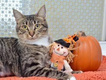 Rescue Domestic Short Hair and Tiger Cats for Adoption in Sanford, Florida - Heidi | PetCurious