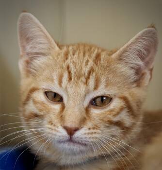 Antic -  Domestic Short Hair Cat for Adoption in Buena Vista, Colorado - Antic | PetCurious