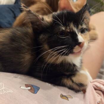 Rescue Domestic Short Hair Cats for Adoption in Buffalo, Minnesota - Grapefruit | PetCurious