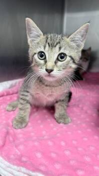 Domestic Short Hair Cats Available for Adoption in Richland Hills, Texas - Amy | PetCurious