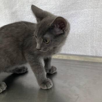 Blade -  Domestic Short Hair Cat for Adoption in Chapel Hill, North Carolina - Blade | PetCurious