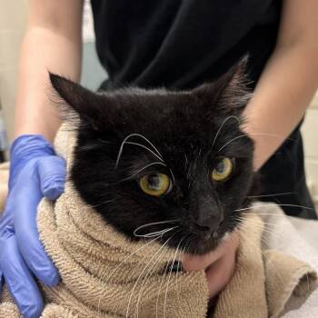 Widow -  Domestic Short Hair Cat for Adoption in Murray, Utah - Widow | PetCurious