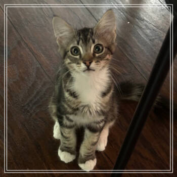 Rescue Domestic Short Hair and Maine Coon Cats for Adoption in Long Beach, California - Sonny | PetCurious