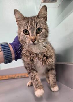 Jan -  Domestic Short Hair Cat for Adoption in Athens, Tennessee - Jan | PetCurious