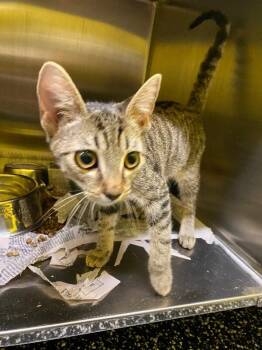 Jeffy -  Domestic Short Hair Cat for Adoption in Jackson, Tennessee - Jeffy | PetCurious