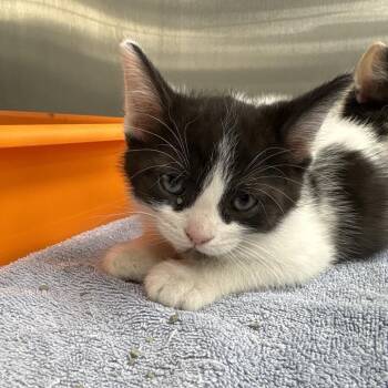 Sparky -  Domestic Short Hair Cat for Adoption in La Grange, Kentucky - Sparky | PetCurious
