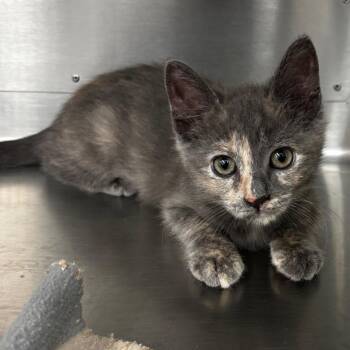 Pooky -  Domestic Short Hair Cat Available for Adoption in Corpus Christi, Texas - Pooky | PetCurious