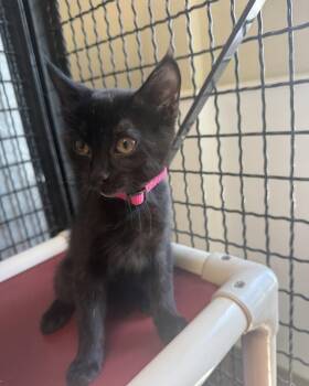 Sandy -  Domestic Short Hair Cat for Adoption in Fort Leavenworth, Kansas - Sandy | PetCurious