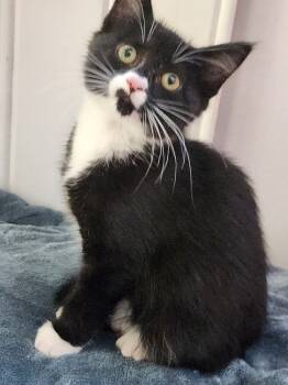 Rescue Domestic Medium Hair Cats for Adoption in Wendell, North Carolina - Pecan | PetCurious