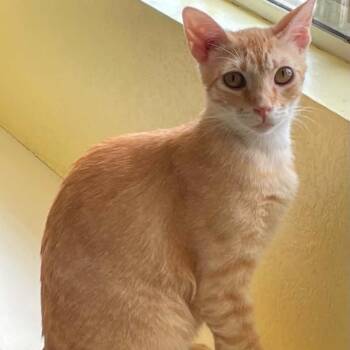 Jasper -  Domestic Short Hair Cat for Adoption in Hemet, California - Jasper | PetCurious