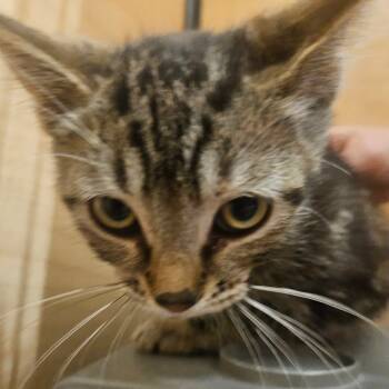 Rescue Domestic Short Hair Cats for Adoption in Grantsville, Utah - Ameowlia Earhart | PetCurious