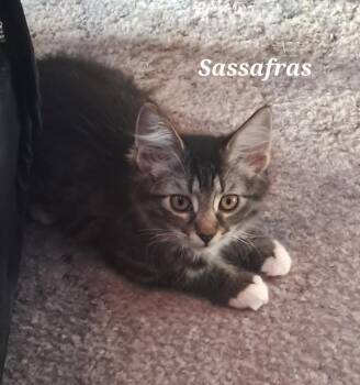 Domestic Medium Hair Cats Available for Adoption in Vancouver, Washington - Sassafras | PetCurious