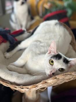 Rescue Domestic Short Hair Cats for Adoption in Los Angeles, California - Georgina | PetCurious