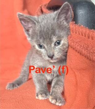 Rescue Domestic Short Hair Cats for Adoption in New Bern, North Carolina - PAVE Kitten (f) | PetCurious