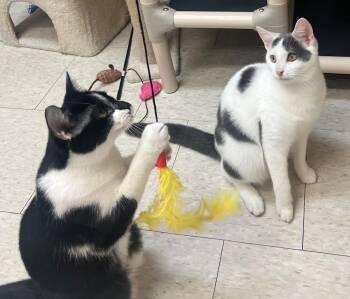 Rescue Domestic Short Hair Cats for Adoption in Salem, New Hampshire - Rooney And Bailey | PetCurious