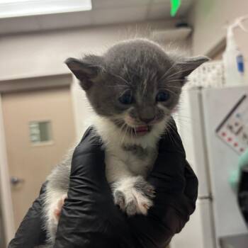 Amelia Bedelia -  Domestic Short Hair Cat for Adoption in Murray, Utah - Amelia Bedelia | PetCurious