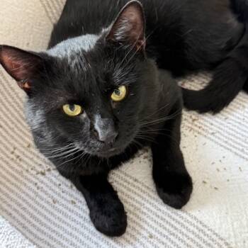 Rescue Domestic Short Hair Cats for Adoption in Jupiter, Florida - Atticus | PetCurious