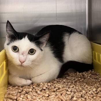 Pearl -  Domestic Short Hair Cat for Adoption in Port Townsend, Washington - Pearl | PetCurious