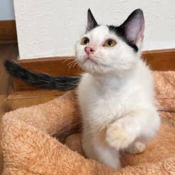 Cocoa Bean -  Tuxedo and Domestic Short Hair Cat for Adoption in Friendswood, Texas - Cocoa Bean | PetCurious