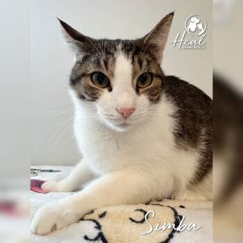 Domestic Short Hair Cats Available for Adoption - Simba | PetCurious