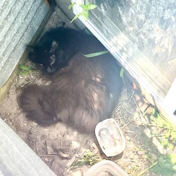 Chewy -  Domestic Long Hair Cat for Adoption in Hampton Bays, New York - Chewy | PetCurious