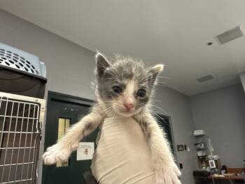 A1934278 -  Domestic Short Hair Cat for Adoption in Thousand Palms, California - A1934278 | PetCurious
