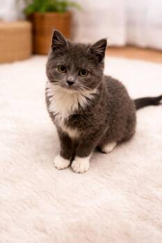 Domestic Medium Hair Cats Available for Adoption in Littlestown, Pennsylvania - Letty (foster Cat) | PetCurious