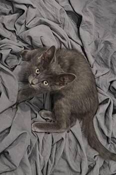 Smoke Kombat -  Domestic Short Hair Cat for Adoption in Chandler, Arizona - Smoke Kombat | PetCurious