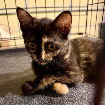 Sekhmet -  Domestic Short Hair and American Shorthair Cat for Adoption in Saint Paul, Minnesota - Sekhmet | PetCurious