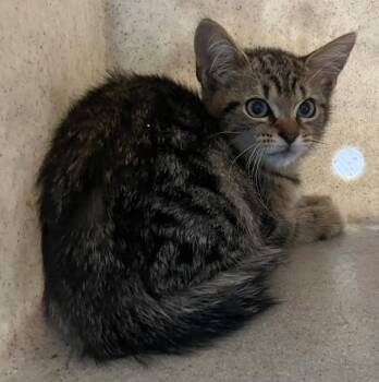 Scrabble -  Domestic Short Hair Cat for Adoption - Scrabble | PetCurious