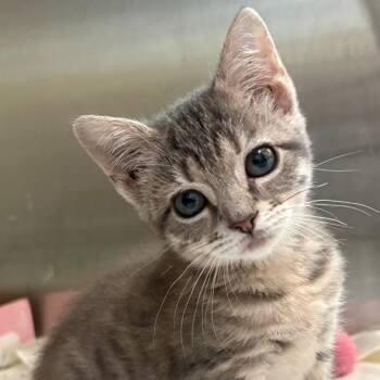 Domestic Short Hair Cats Available for Adoption in East Hanover, New Jersey - Ferry | PetCurious