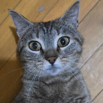 Yara -  Domestic Short Hair Cat for Adoption in Watertown, New York - Yara | PetCurious