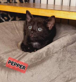 Rescue Domestic Short Hair Cats for Adoption in Bethpage, New York - Pepper | PetCurious