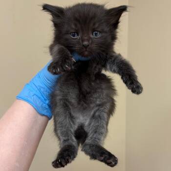Comet -  Domestic Medium Hair Cat for Adoption in Birmingham, Alabama - Comet | PetCurious