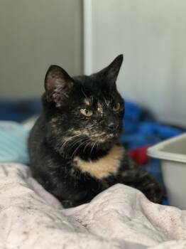 Rescue Domestic Short Hair Cats for Adoption in Montreal, Quebec - Floralie | PetCurious