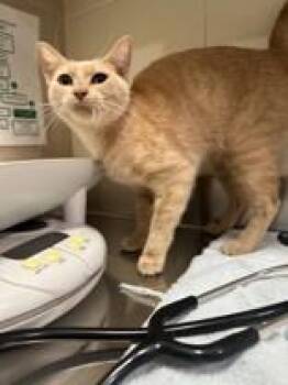 Rescue Domestic Short Hair Cats for Adoption in Manitowoc, Wisconsin - Dolly | PetCurious