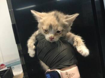 ROSE -  Domestic Short Hair Cat for Adoption in Thousand Palms, California - ROSE | PetCurious